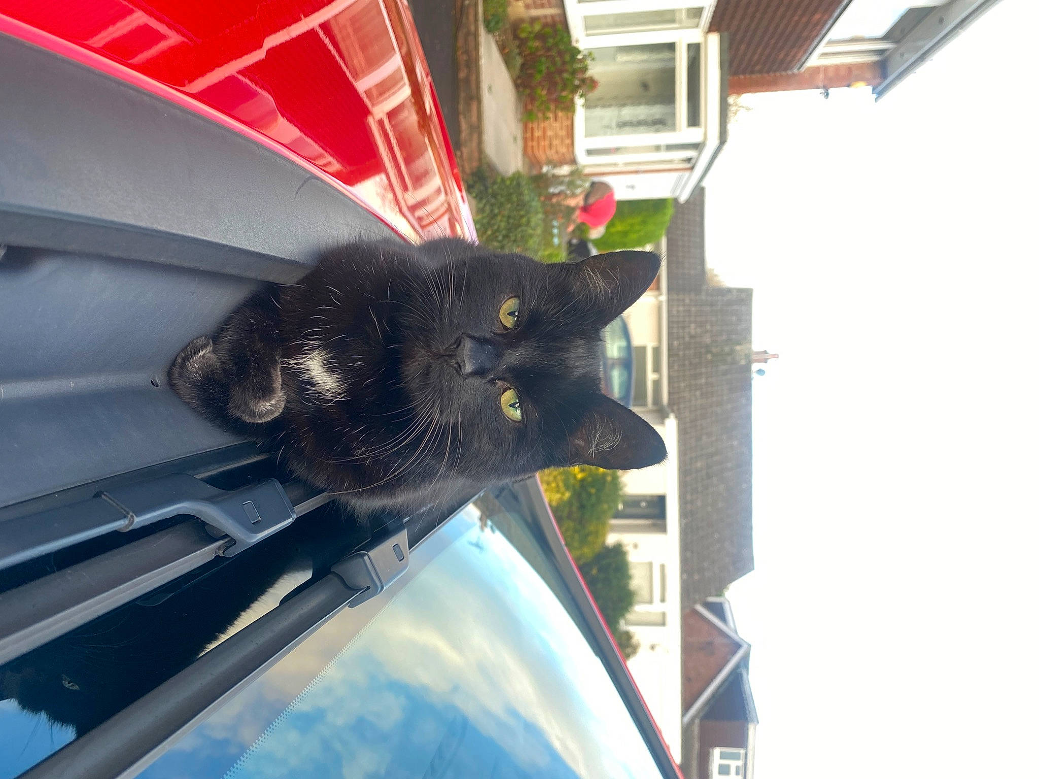 Coco Deponeo is registered to the contest to win money with this photo: auto_part, automotive_exterior, automotive_lighting, automotive_tire, carnivore, cat, domestic_short_haired_cat, electric_blue, felidae, hood, mammal, motor_vehicle, plant, small_to_medium_sized_cats, tail, vehicle, vehicle_door, vertebrate, whiskers, window