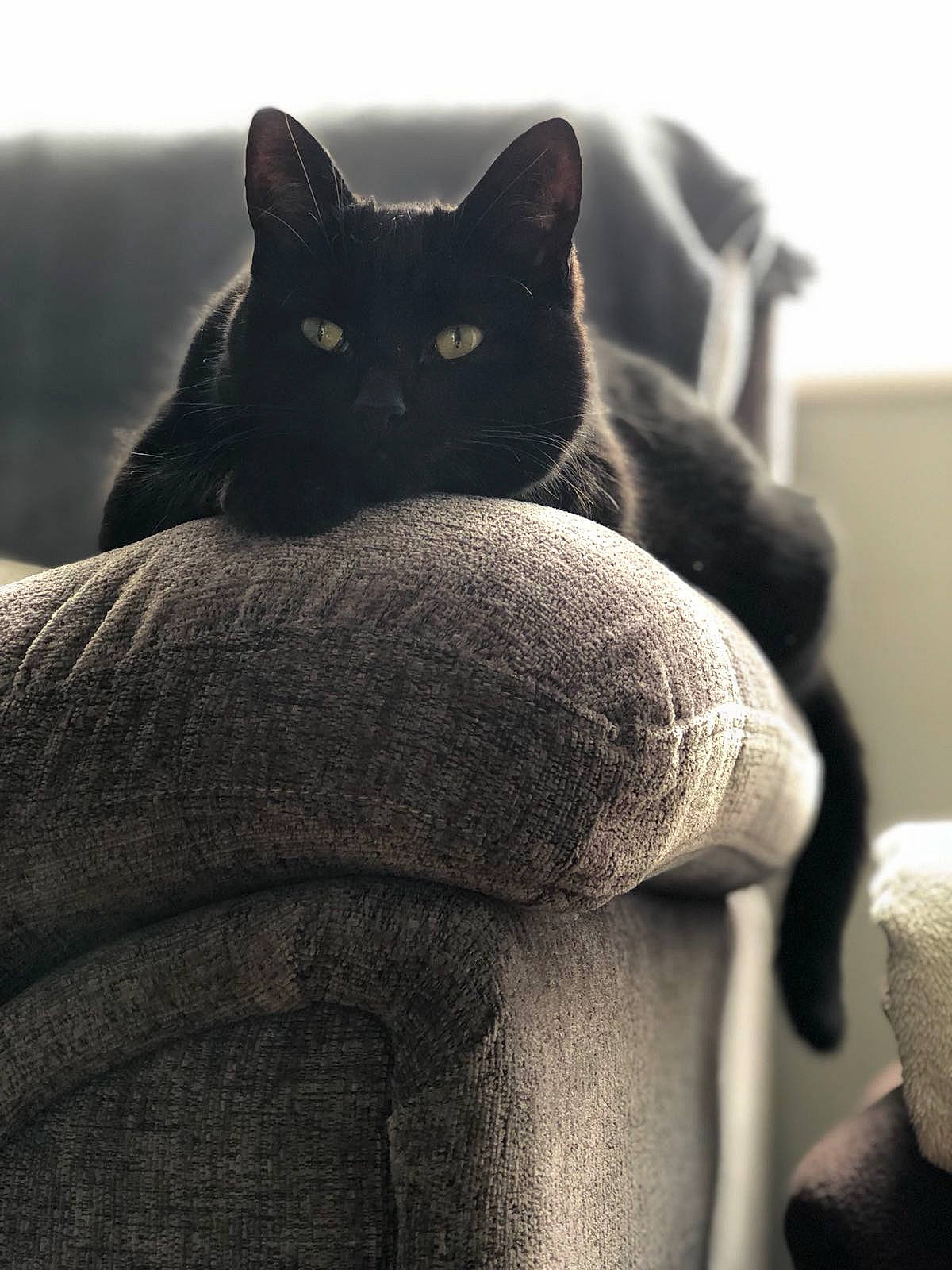 Coco Deponeo