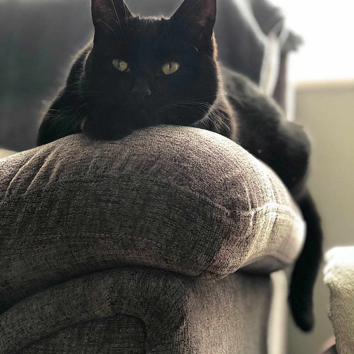 Coco Deponeo