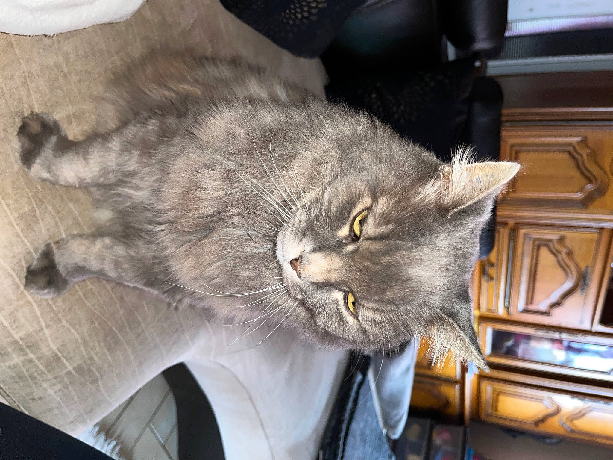 Bouba a rejoint le concours — aidez-le/la à gagner de superbes lots ! carnivore, cat, claw, comfort, domestic_short_haired_cat, felidae, fur, grey, houseplant, plant, small_to_medium_sized_cats, snout, tail, whiskers