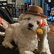 Wookie is registered to the contest to win money with this photo: dog, toy, hat, couch, indoor, pet, stuffed_animal, living_room, curtains, furniture, window, floor, carpet, brown, white, cozy, cute, playful, animal, companion