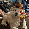 dog, toy, hat, couch, indoor, pet, stuffed_animal, living_room, curtains, furniture, window, floor, carpet, brown, white, cozy, cute, playful, animal, companion