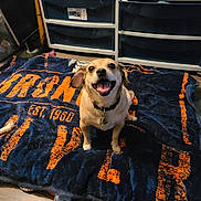 Woo Woo is registered to the contest to win money with this photo: dog, smiling, blanket, indoor, pet, happy, floor, drawer, furniture, collar, wooden_floor, canine, looking_up, domestic, animal, cute, small_dog, brown_dog, cheerful, household