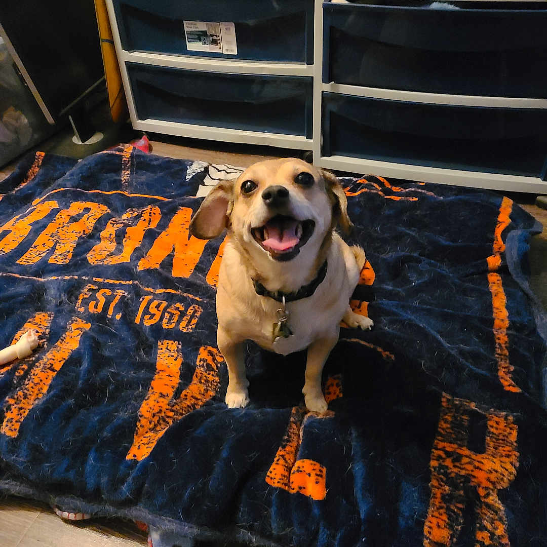 Woo Woo is registered to the contest to win money with this photo: dog, smiling, blanket, indoor, pet, happy, floor, drawer, furniture, collar, wooden_floor, canine, looking_up, domestic, animal, cute, small_dog, brown_dog, cheerful, household