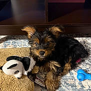 Mia Lady is registered to the contest to win money with this photo: puppy, dog, toy, plush, teddy_bear, floor, carpet, ears, pet, cute, indoor, animal, small_dog, fur, black_and_brown, playful, lying_down, closeup, home, young