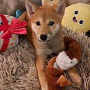 Anoï participe au concours pour gagner de l'argent avec cette photo : dog, puppy, plush_toy, stuffed_animal, rug, floor_tile, cushion, brown_dog, indoor, pet, cute, animal, toy, relaxing, cozy, home, furry, playful, soft, resting