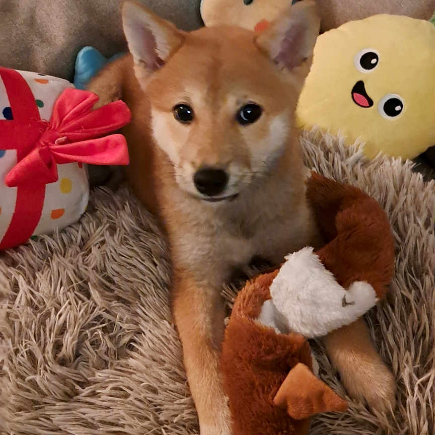 Anoï participe au concours pour gagner de l'argent avec cette photo : animal, brown_dog, cozy, cushion, cute, dog, floor_tile, furry, home, indoor, pet, playful, plush_toy, puppy, relaxing, resting, rug, soft, stuffed_animal, toy
