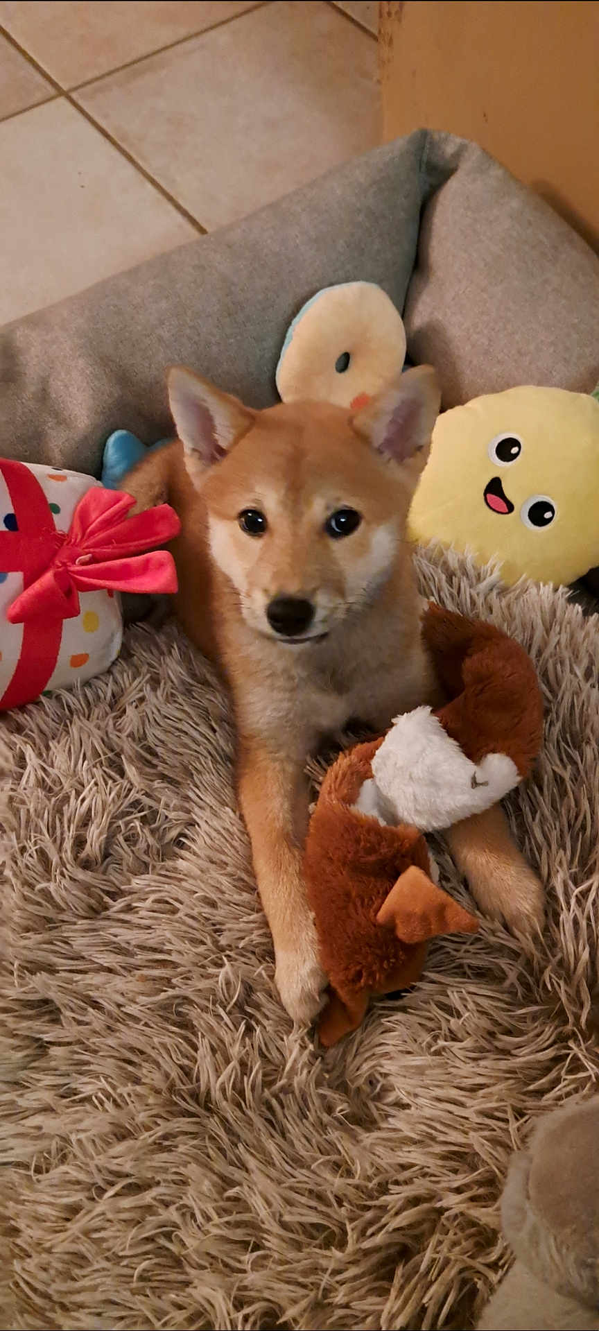 Anoï participe au concours pour gagner de l'argent avec cette photo : dog, puppy, plush_toy, stuffed_animal, rug, floor_tile, cushion, brown_dog, indoor, pet, cute, animal, toy, relaxing, cozy, home, furry, playful, soft, resting