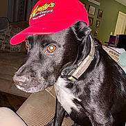 Liam joined the competition — help win amazing prizes! baseball_cap, black_and_white, black_fur, canine, collar, couch, dog, flash_photography, funny, furniture, home, indoors, living_room, looking_at_camera, pet, portrait, red_hat, short_hair, sitting, white_chest