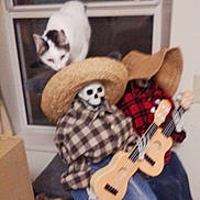 Abigail joined the competition — help win amazing prizes! animal, blur, cat, curious, decor, doll, figurine, funny, furniture, guitar, home, indoor, musical_instrument, night, pet, plaid_shirt, skeleton, straw_hat, toy, window
