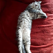 Opale participe au concours pour gagner de l'argent avec cette photo : carnivoran, cat, cat_like_mammal, fur, kitten, paw, small_to_medium_sized_cats, tail, whiskers