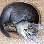 Opale participe au concours pour gagner de l'argent avec cette photo : carnivoran, cat, cat_like_mammal, domestic_short_haired_cat, eye, fauna, fur, kitten, maine_coon, norwegian_forest_cat, paw, small_to_medium_sized_cats, snout, whiskers