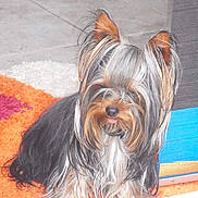 Harry a rejoint le concours — aidez-le/la à gagner de superbes lots ! australian_silky_terrier, biewer_terrier, carnivoran, companion_dog, dog, dog_breed, dog_like_mammal, mammal, small_terrier, snout, terrier, toy_dog, vertebrate, vulnerable_native_breeds, yorkshire_terrier