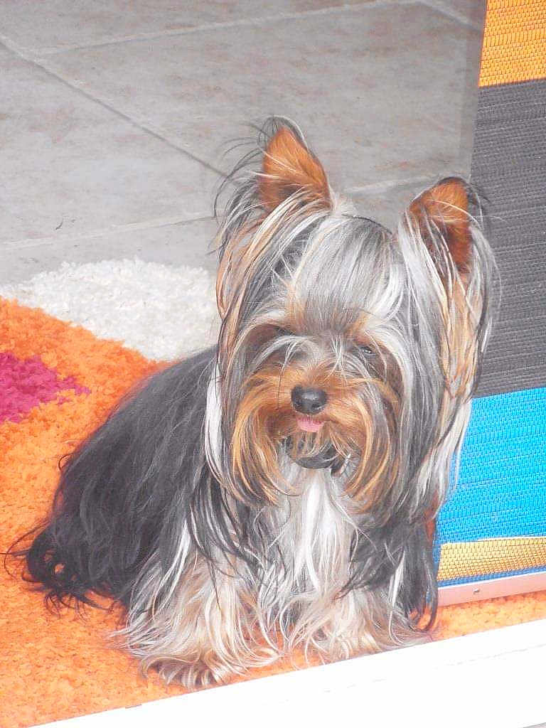 Harry