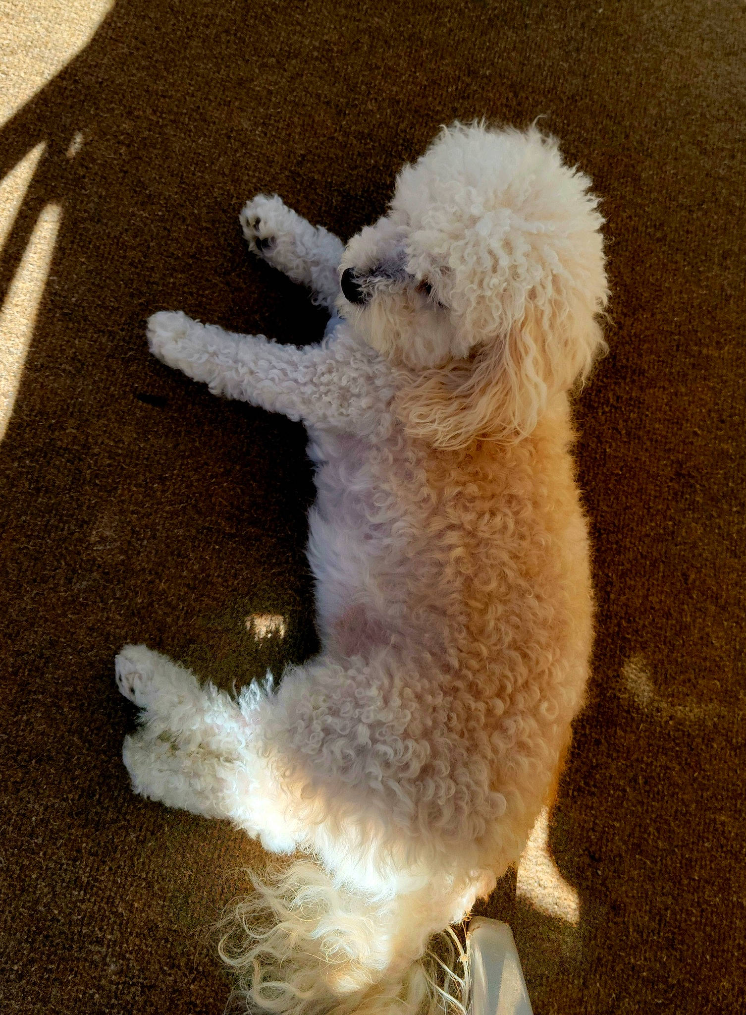 Ramen Noodles Aka Nunu joined the competition — help win amazing prizes! canidae, carnivore, companion_dog, dog, dog_breed, fawn, fur, glasses, maltepoo, paw, snout, sporting_group, sunglasses, tail, terrestrial_animal, terrier, toy, toy_dog, wool, working_animal