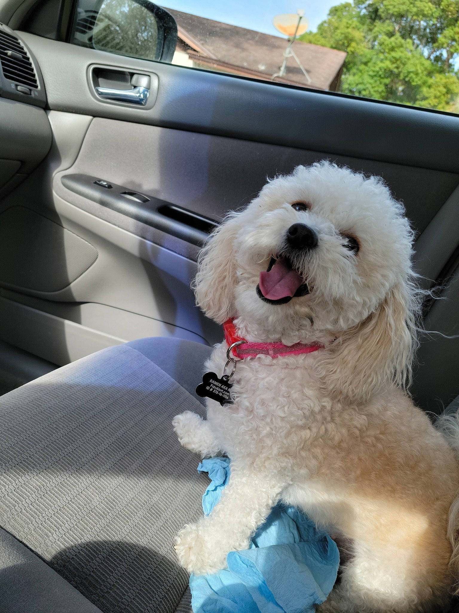 Ramen Noodles Aka Nunu joined the competition — help win amazing prizes! automotive_exterior, blue, car, carnivore, collar, companion_dog, dog, dog_breed, dog_collar, door, motor_vehicle, personal_luxury_car, poodle, sky, sporting_group, toy_dog, tree, vehicle, vehicle_door, water_dog