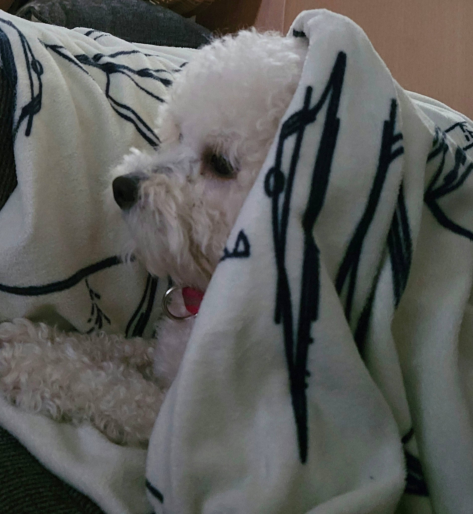 Ramen Noodles Aka Nunu is registered to the contest to win money with this photo: bow_tie, canidae, carnivore, collar, companion_dog, dog, dog_breed, dog_clothes, dog_collar, dog_supply, fashion_accessory, fur, pet_supply, plush, snout, sporting_group, stuffed_toy, toy, toy_dog, working_animal