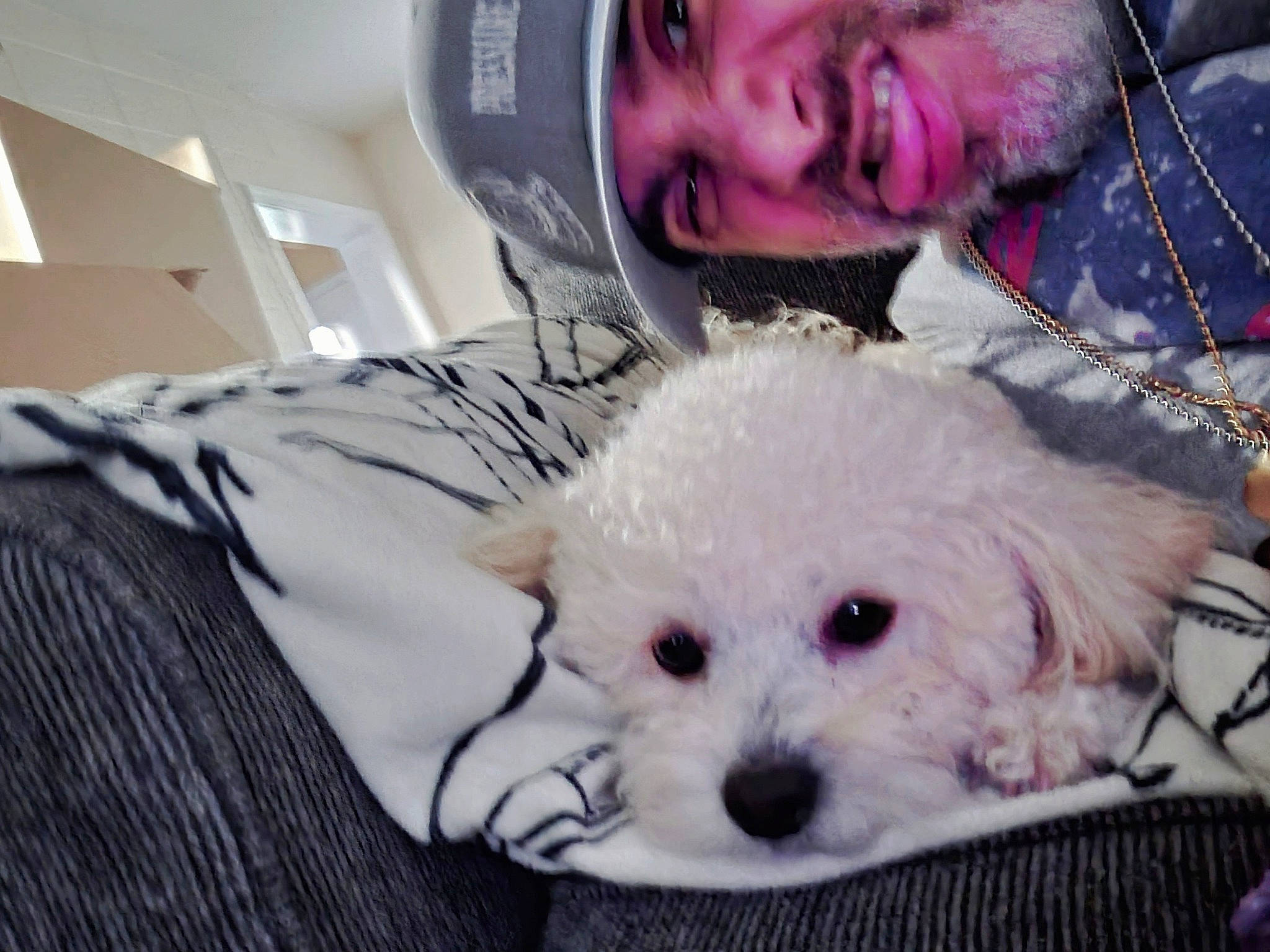 Ramen Noodles Aka Nunu joined the competition — help win amazing prizes! beard, canidae, carnivore, comfort, companion_dog, dog, dog_breed, dog_supply, eyewear, fur, happy, pattern, poodle, puppy_love, shih_poo, smile, sporting_group, toy, toy_dog, white