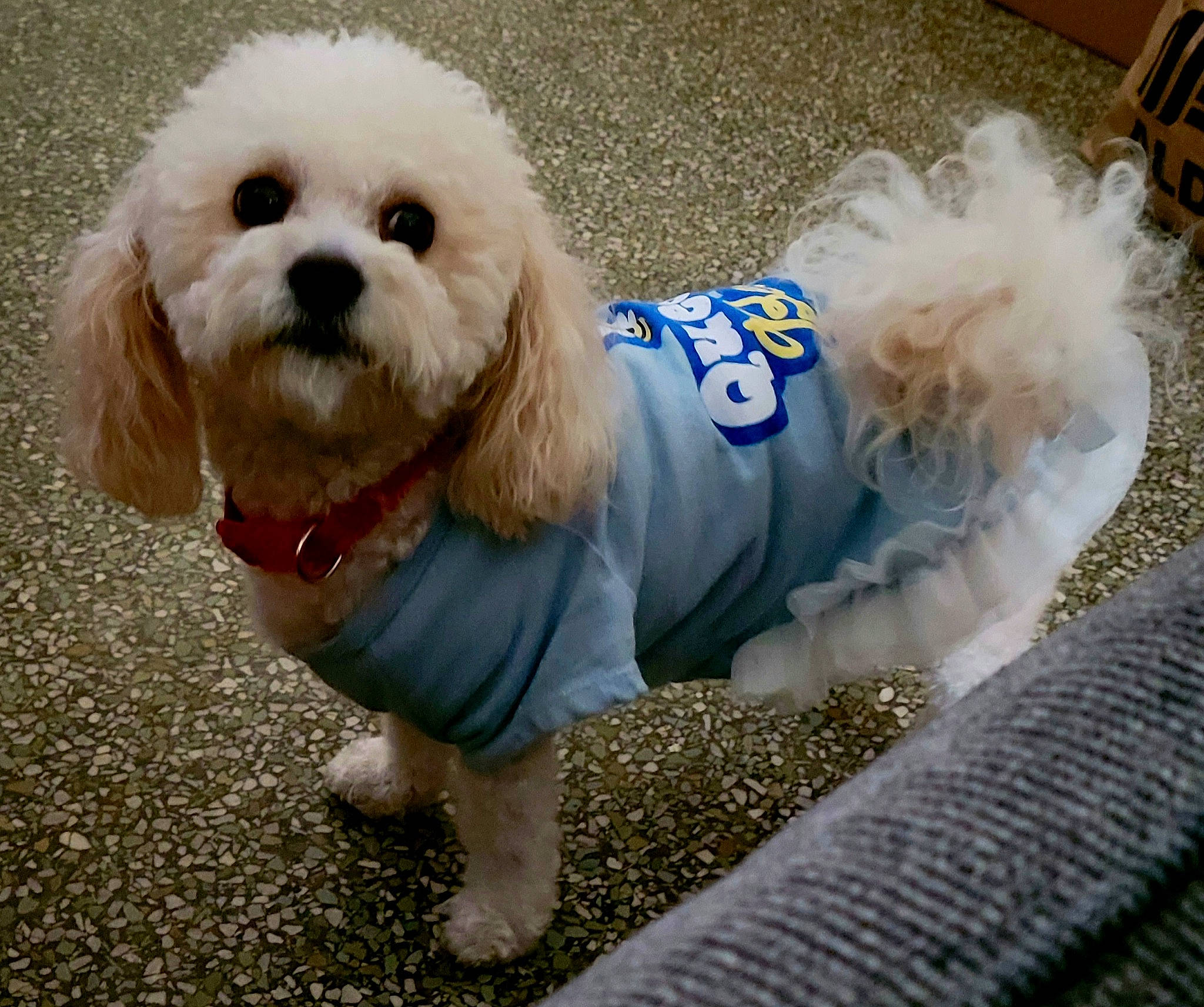 Ramen Noodles Aka Nunu joined the competition — help win amazing prizes! canidae, carnivore, collar, companion_dog, dog, dog_breed, dog_clothes, dog_collar, dog_supply, fashion_accessory, font, fur, grass, maltepoo, small_terrier, snout, sporting_group, terrier, toy_dog, working_animal