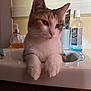 Misfit joined the competition — help win amazing prizes! cat, sink, bathroom, soap_dispenser, mouthwash, paws, feline, domestic_cat, relaxed, white_fur, brown_fur, orange_fur, closeup, indoor, countertop, window, wood, household_items, pet, cute