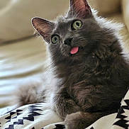 Wilma joined the competition — help win amazing prizes! cat, gray_cat, tongue_out, fluffy_fur, green_eyes, pet, indoor, blanket, patterned_blanket, cute, funny_expression, relaxed, feline, whiskers, ears, close_up, animal, cozy, home, soft