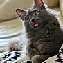 cat, gray_cat, tongue_out, fluffy_fur, green_eyes, pet, indoor, blanket, patterned_blanket, cute, funny_expression, relaxed, feline, whiskers, ears, close_up, animal, cozy, home, soft