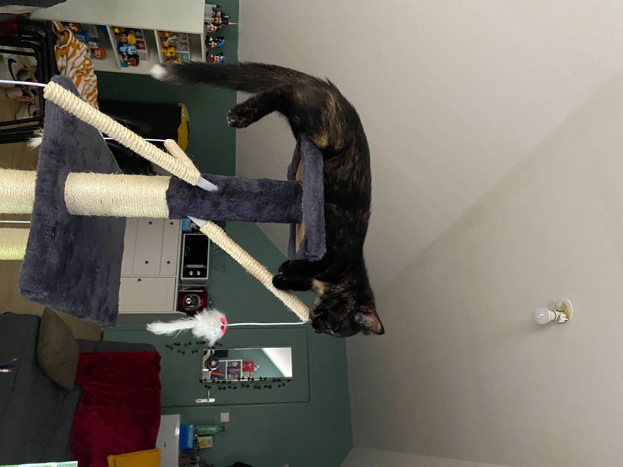 Ticha participe au concours pour gagner de l'argent avec cette photo : art, balance, building, carmine, plaster, room, sculpture, shelf, shelving, tail, visual_arts, window, wood