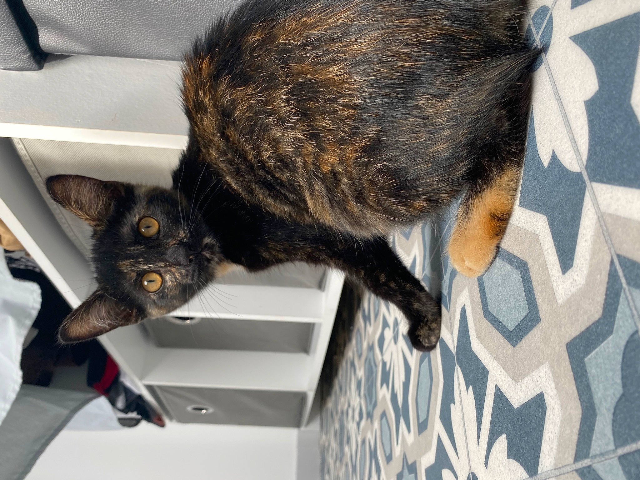 Ticha participe au concours pour gagner de l'argent avec cette photo : black_cat, carnivore, cat, chair, claw, comfort, domestic_short_haired_cat, felidae, flooring, fur, small_to_medium_sized_cats, tail, terrestrial_animal, whiskers