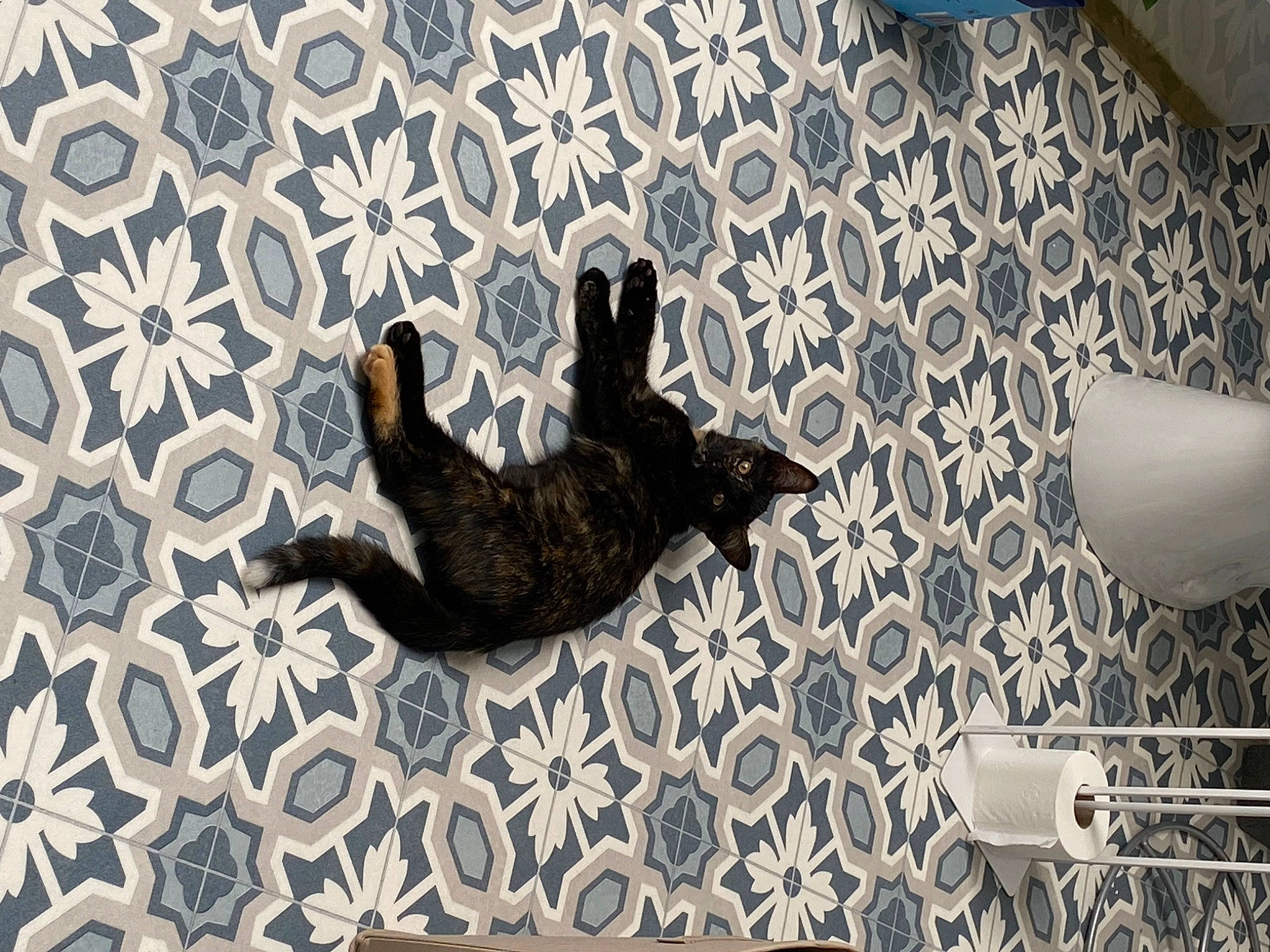 Ticha participe au concours pour gagner de l'argent avec cette photo : art, black_cat, carnivore, cat, comfort, domestic_short_haired_cat, felidae, floor, flooring, grey, interior_design, linens, pattern, room, small_to_medium_sized_cats, tail, textile, wall, whiskers, wood