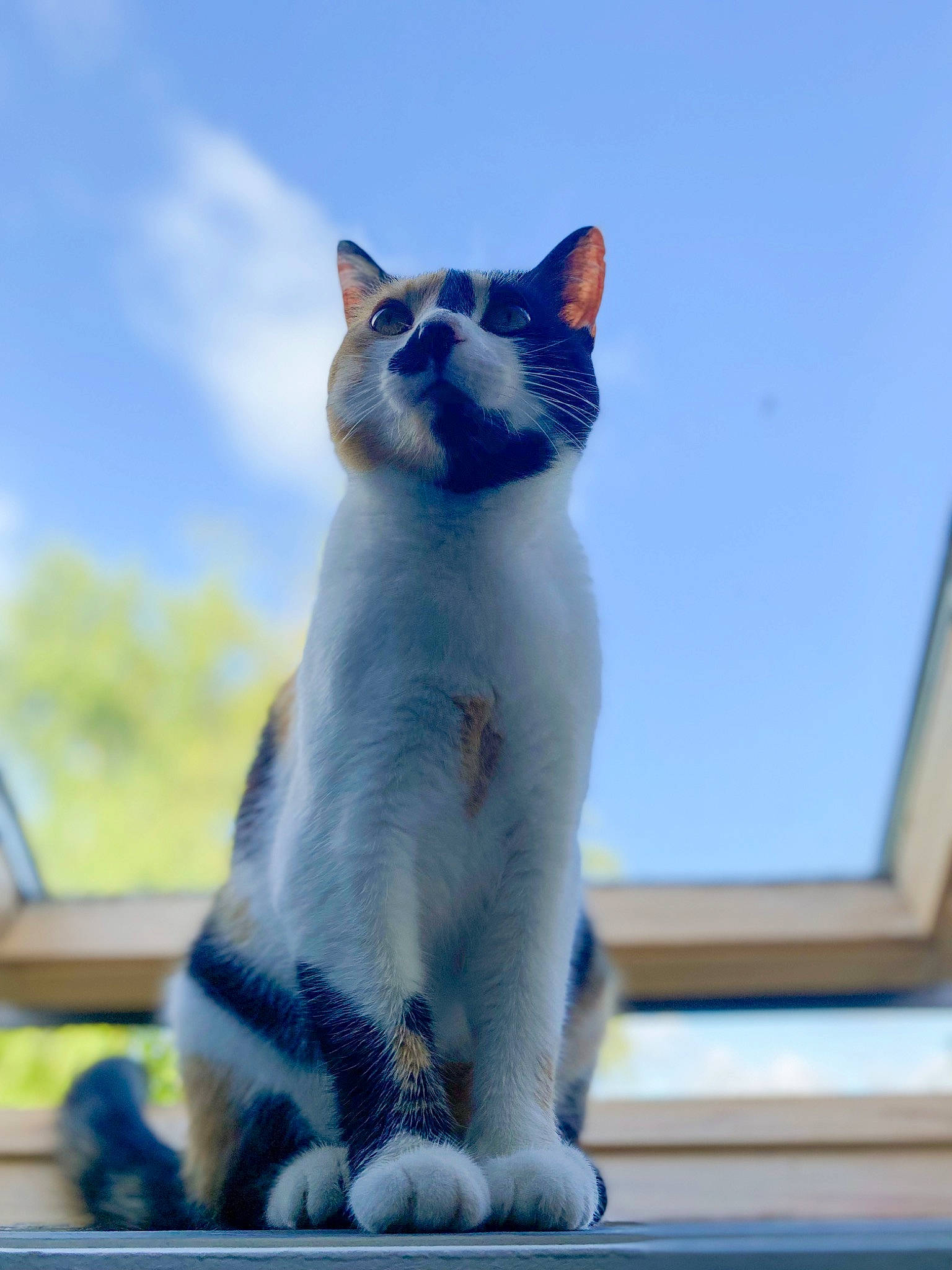 Rabia participe au concours pour gagner de l'argent avec cette photo : carnivore, cat, cloud, domestic_short_haired_cat, electric_blue, fawn, felidae, fur, grey, paw, roof, sitting, sky, small_to_medium_sized_cats, snout, tail, thai, tree, whiskers, window