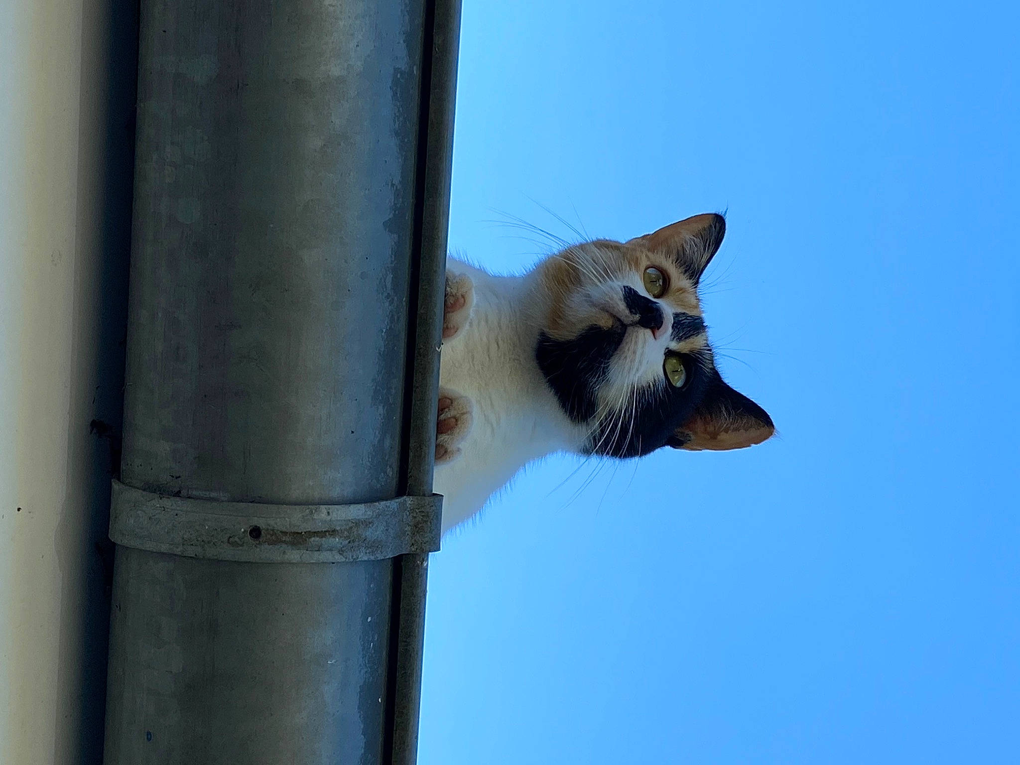 Rabia participe au concours pour gagner de l'argent avec cette photo : beak, carnivore, cat, cat_supply, cylinder, domestic_short_haired_cat, electric_blue, felidae, metal, perching_bird, pet_supply, roof, sky, small_to_medium_sized_cats, tail, whiskers, window, wood