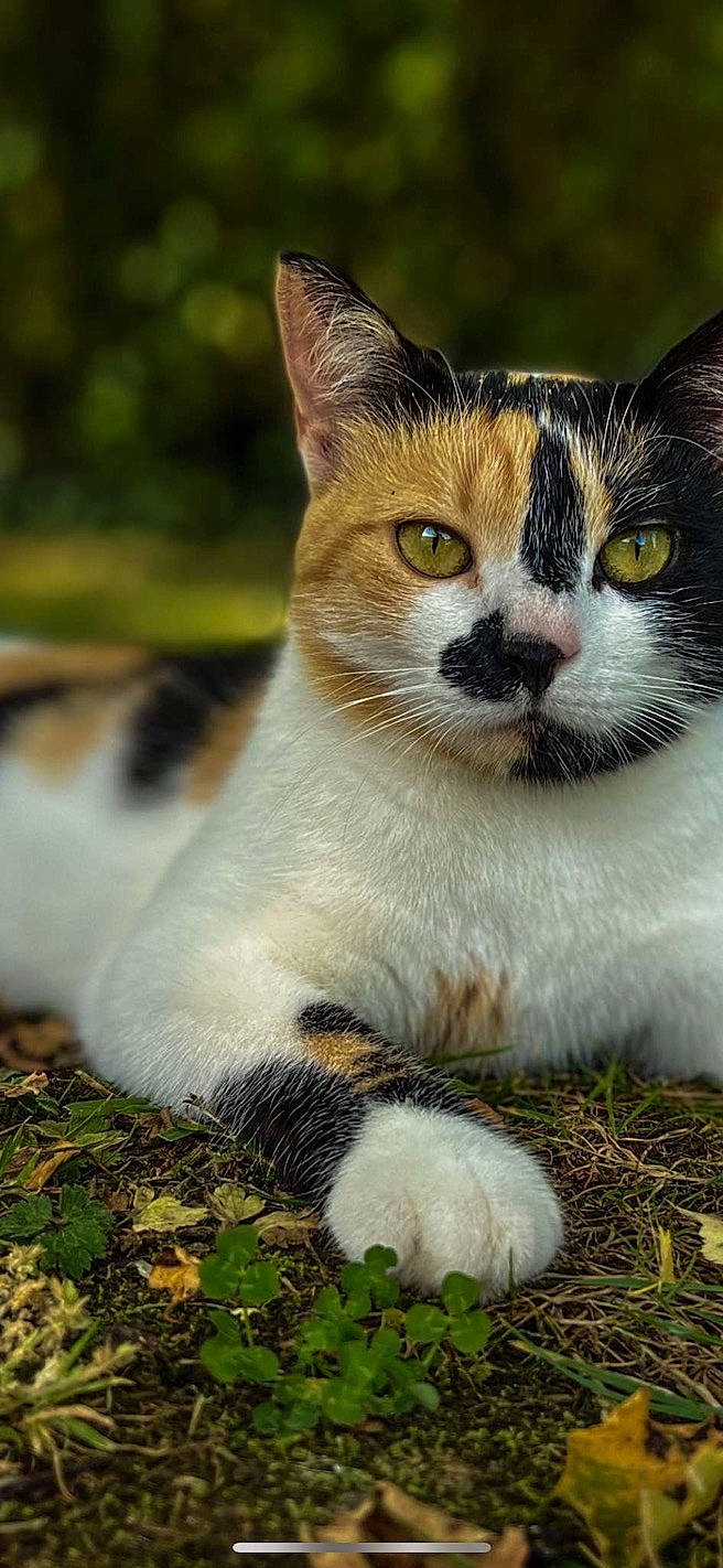 Rabia participe au concours pour gagner de l'argent avec cette photo : art, carnivore, cat, domestic_short_haired_cat, fawn, felidae, fur, grass, groundcover, paw, plant, small_to_medium_sized_cats, snout, tail, terrestrial_animal, tree, whiskers, wildlife