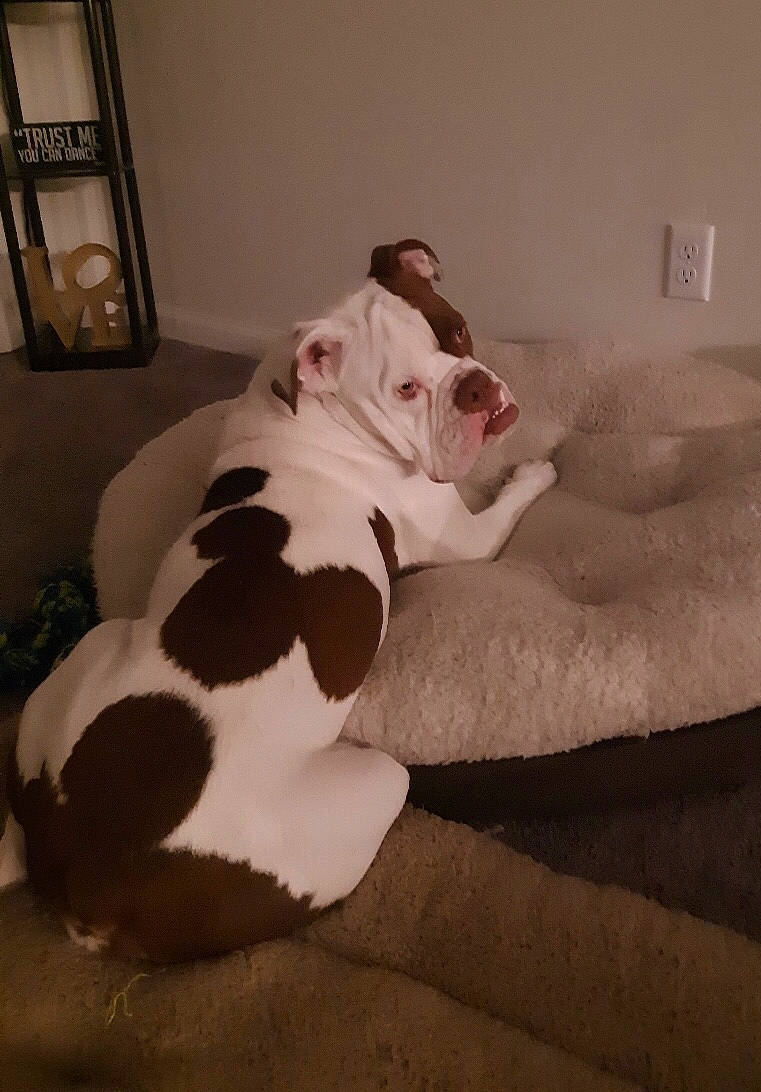 Mickey joined the competition — help win amazing prizes! bedding, carnivore, comfort, companion_dog, dog, dog_breed, fawn, felidae, floor, flooring, fur, head, linens, snout, sporting_group, tail, terrestrial_animal, toy, whiskers, wood