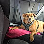 dog, car_interior, backseat, seatbelt, towel, brown_dog, pet, harness, relaxed, alert, animal, transportation, vehicle_seat, domestic_animal, canine, fur, paw, indoors, travel, companion