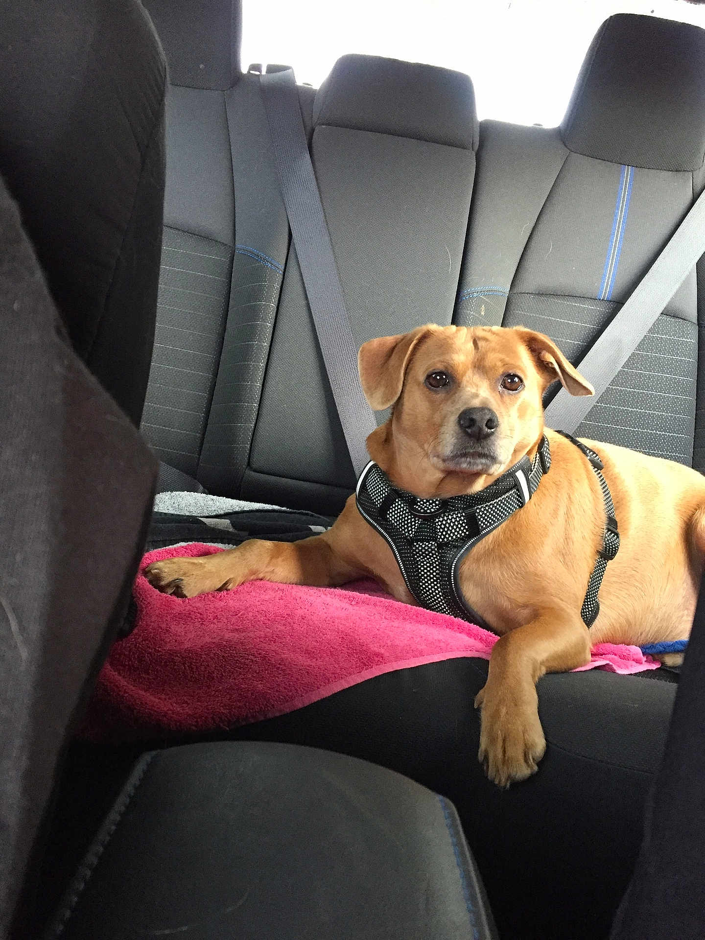 Diego joined the competition — help win amazing prizes! dog, car_interior, backseat, seatbelt, towel, brown_dog, pet, harness, relaxed, alert, animal, transportation, vehicle_seat, domestic_animal, canine, fur, paw, indoors, travel, companion