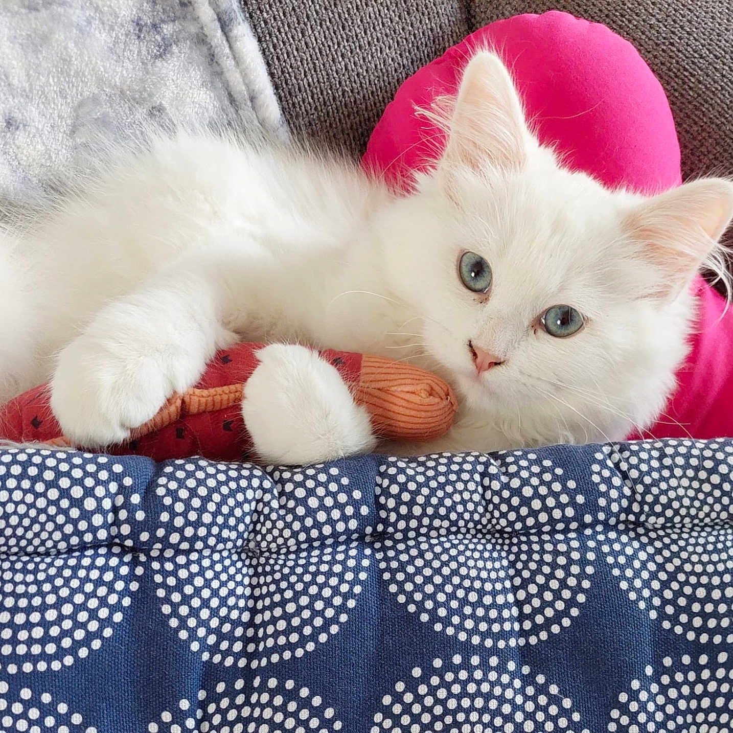 Willo a rejoint le concours — aidez-le/la à gagner de superbes lots ! angora, animal, blanket, cat, couch, cushion, face, furniture, homedecor, kitten, linen, manx, person, pet, pillow, plush, quilt, siamese, sleeping, toy