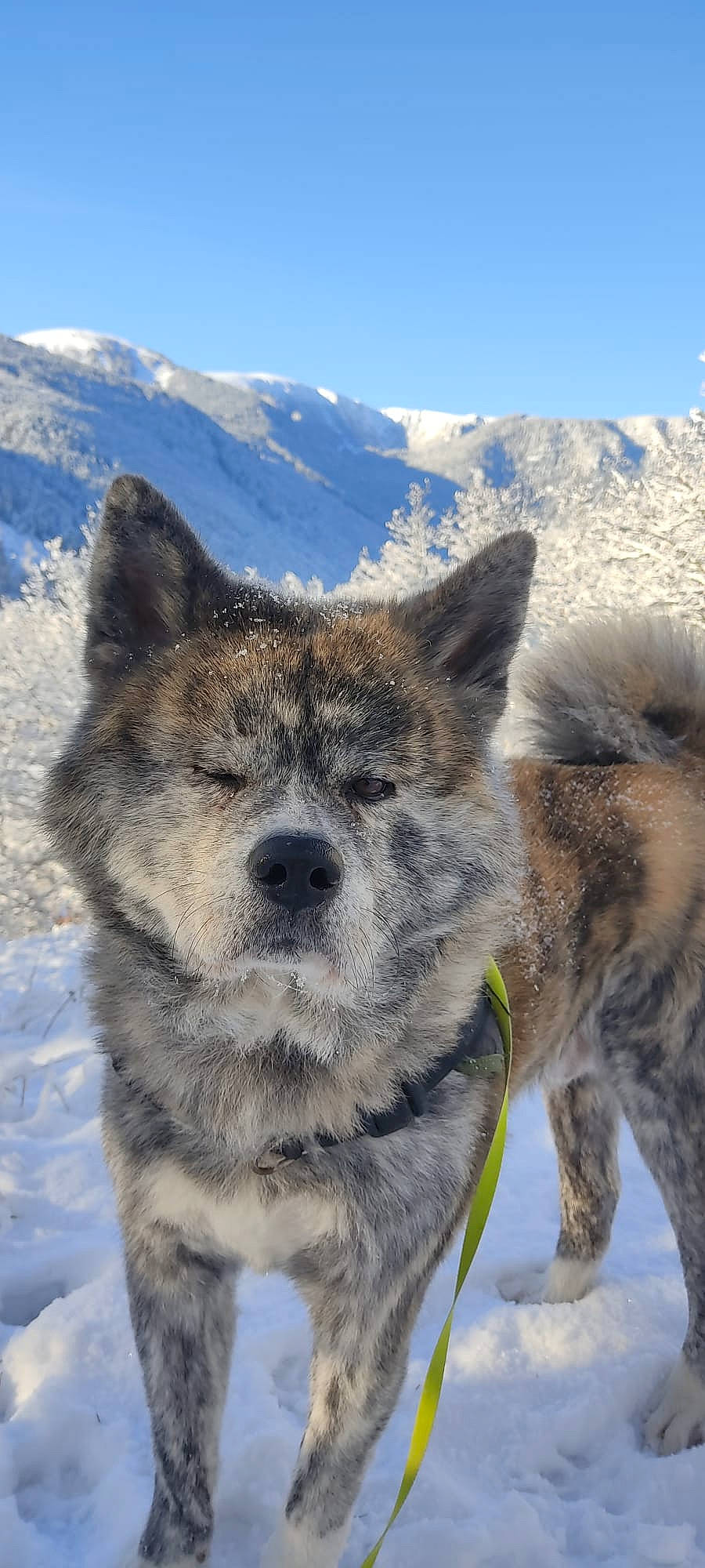 Torochiyo participe au concours pour gagner de l'argent avec cette photo : canidae, canis, carnivore, dog, dog_breed, fur, mountain, mountain_range, sky, sled_dog, snout, snow, sporting_group, terrestrial_animal, whiskers, wildlife, winter, wolf, working_animal, working_dog