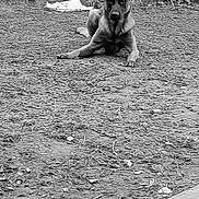 Herose a rejoint le concours — aidez-le/la à gagner de superbes lots ! dog, animal, outdoor, dirt, ground, vegetation, black_and_white, ears, lying, pet, canine, alert, nature, looking_at_camera, grass, leaf, soil, park, wildlife, portrait