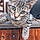 Le Chat