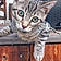 Le Chat