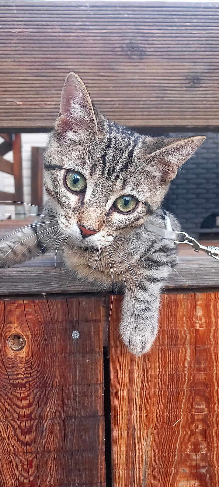 Le Chat