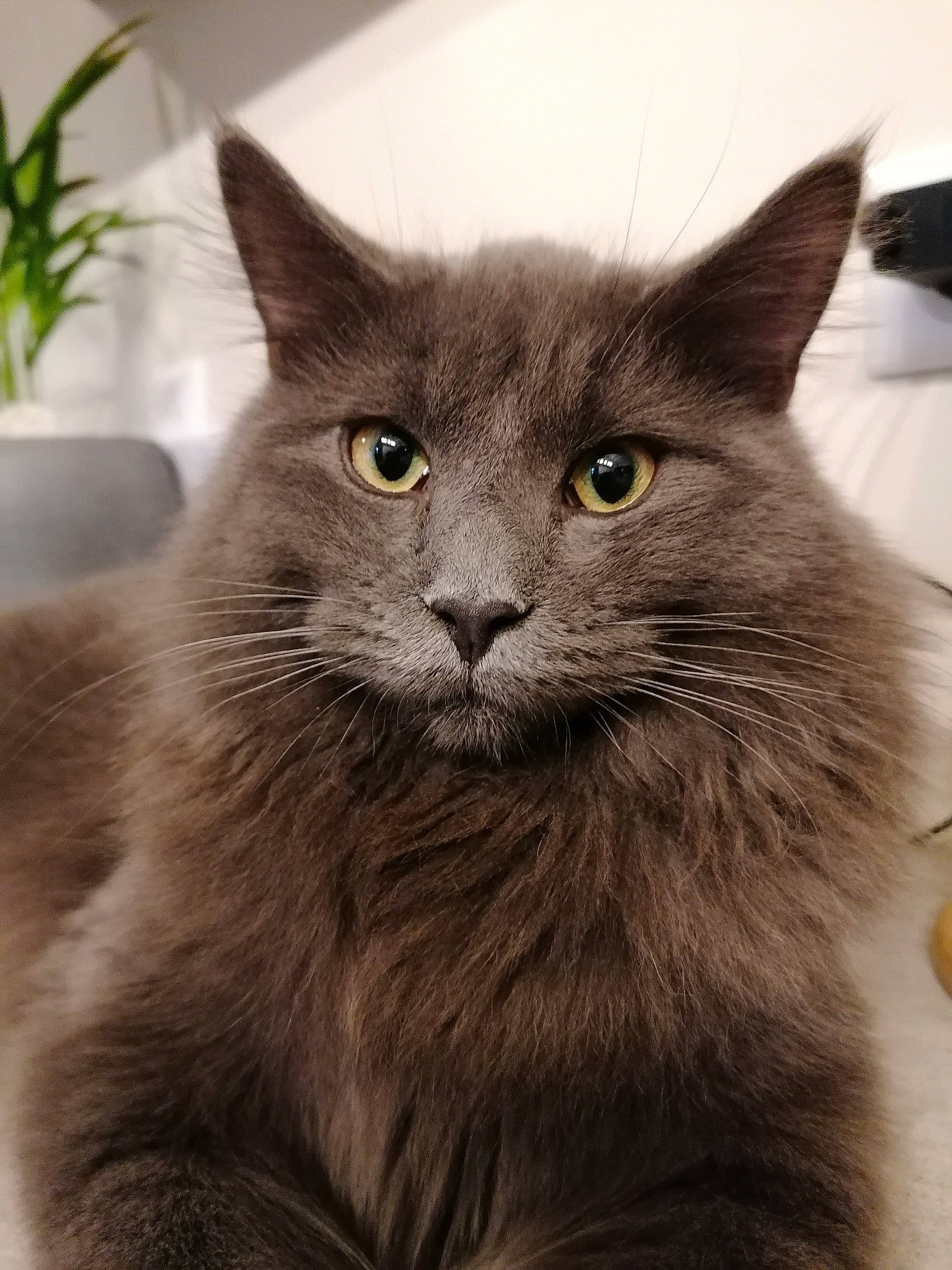 Albert participe au concours pour gagner de l'argent avec cette photo : asian, asian_semi_longhair, black_cat, burmese, carnivore, cat, chartreux, domestic_long_haired_cat, domestic_short_haired_cat, felidae, korat, maine_coon, mammal, nebelung, norwegian_forest_cat, russian_blue, small_to_medium_sized_cats, snout, vertebrate, whiskers