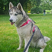 Everest a rejoint le concours — aidez-le/la à gagner de superbes lots ! dog, husky, pet, animal, leash, harness, grass, park, outdoor, nature, tree, blue_eyes, sitting, canine, mammal, fur, cute, daylight, tongue_out, friendly