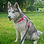 dog, husky, pet, animal, leash, harness, grass, park, outdoor, nature, tree, blue_eyes, sitting, canine, mammal, fur, cute, daylight, tongue_out, friendly