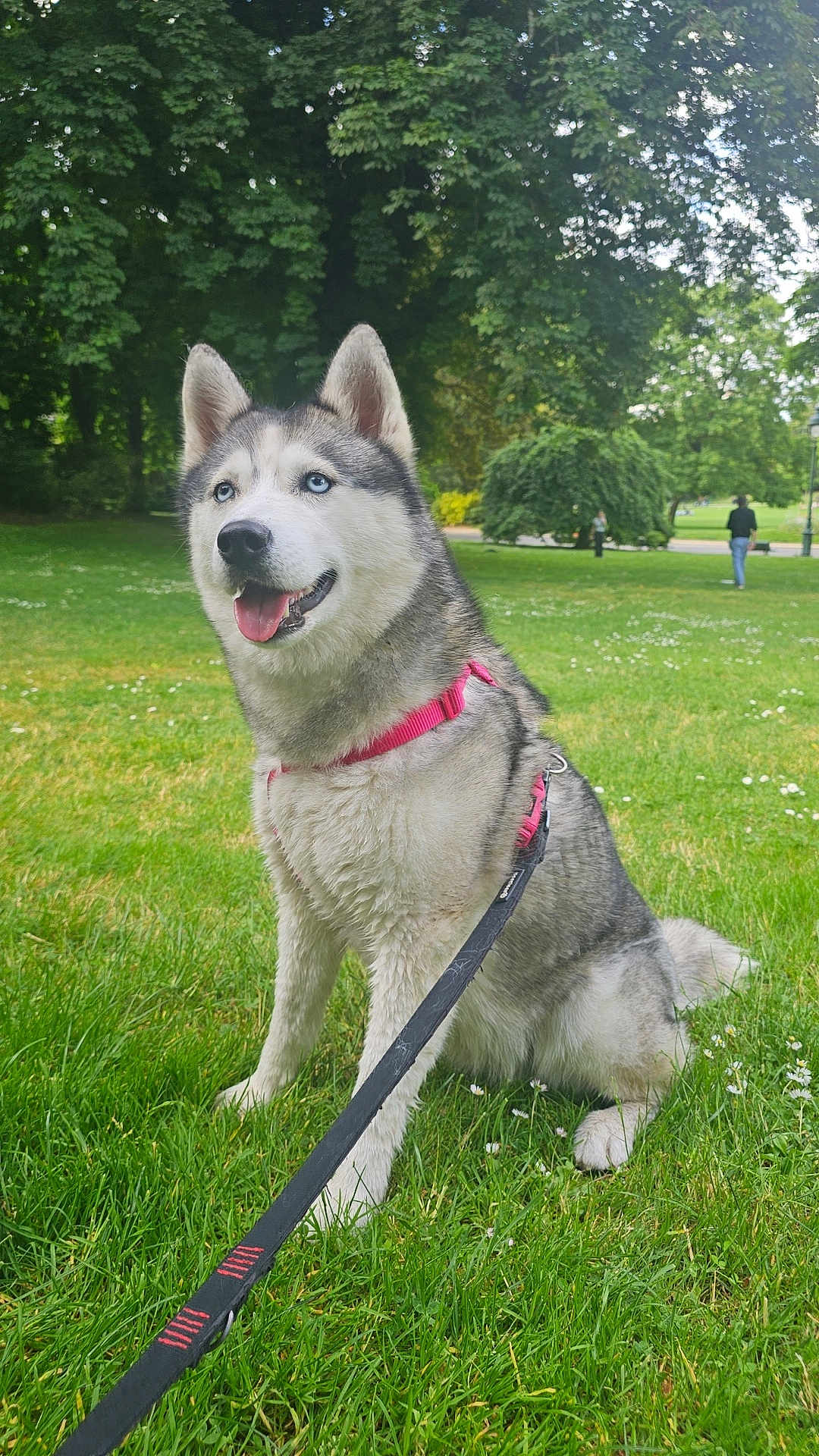 Everest a rejoint le concours — aidez-le/la à gagner de superbes lots ! dog, siberian_husky, blue_eyes, pink_harness, leash, grass, park, trees, outdoor, pet, canine, animal, happy, sitting, nature, daytime, greenery, fur, tongue_out, walk