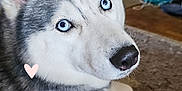 Everest a rejoint le concours — aidez-le/la à gagner de superbes lots ! dog, siberian_husky, blue_eyes, pet, indoor, carpet, pink_hearts, collar, fur, animal, cute, portrait, laying_down, household, domestic_animal, close_up, canine, mammal, whiskers, nose