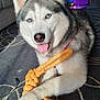 Everest a rejoint le concours — aidez-le/la à gagner de superbes lots ! dog, siberian_husky, blue_eyes, tongue_out, rope_toy, carpet, indoor, pet, playing, fur, paw, animal, canine, happy, smiling, home, furniture, living_room, toy, cute