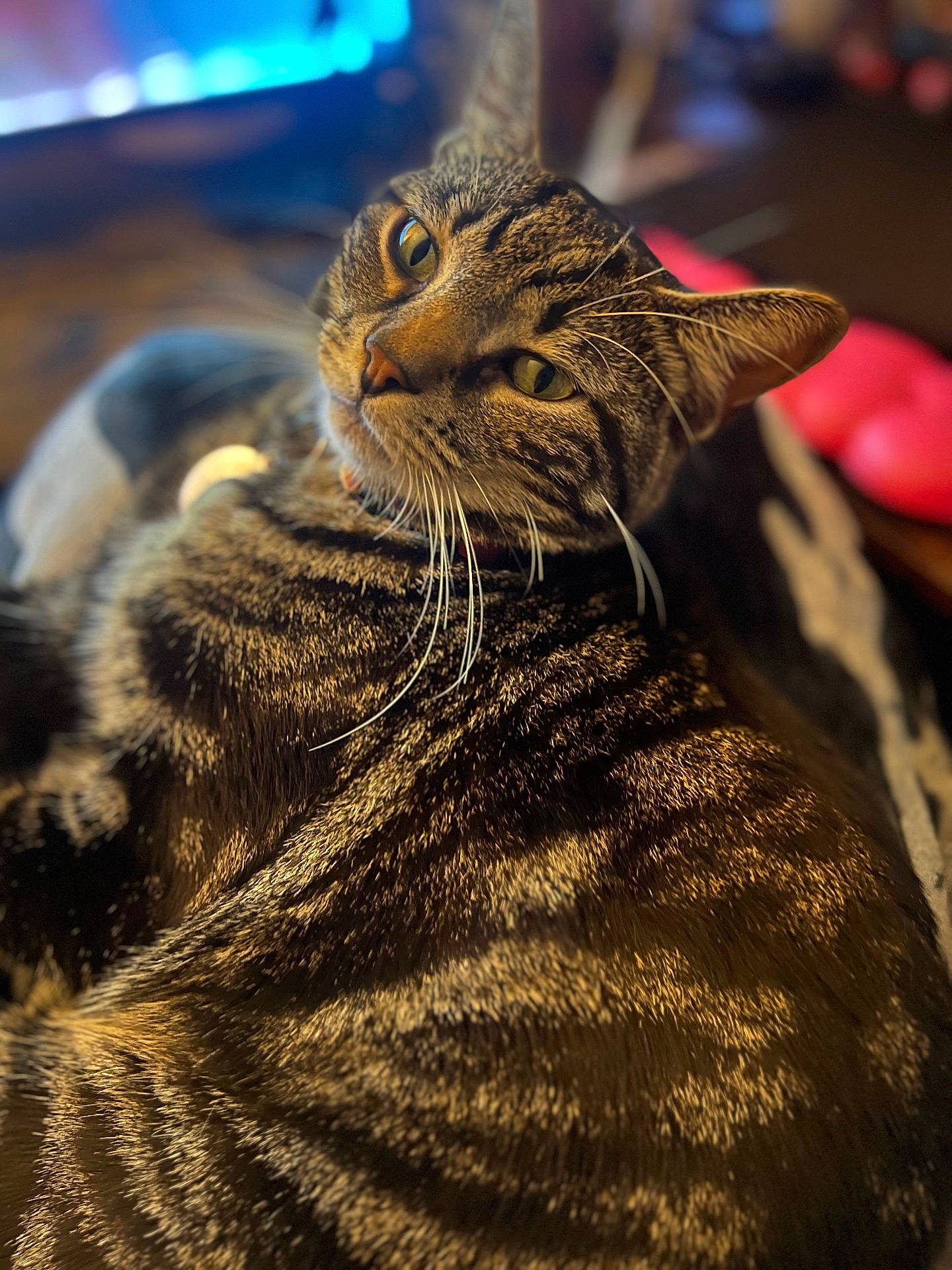 Yoshi joined the competition — help win amazing prizes! abyssinian, animal, bodypart, cat, couch, furniture, hardwood, kitten, manx, mouth, person, pet, sleeping, wood