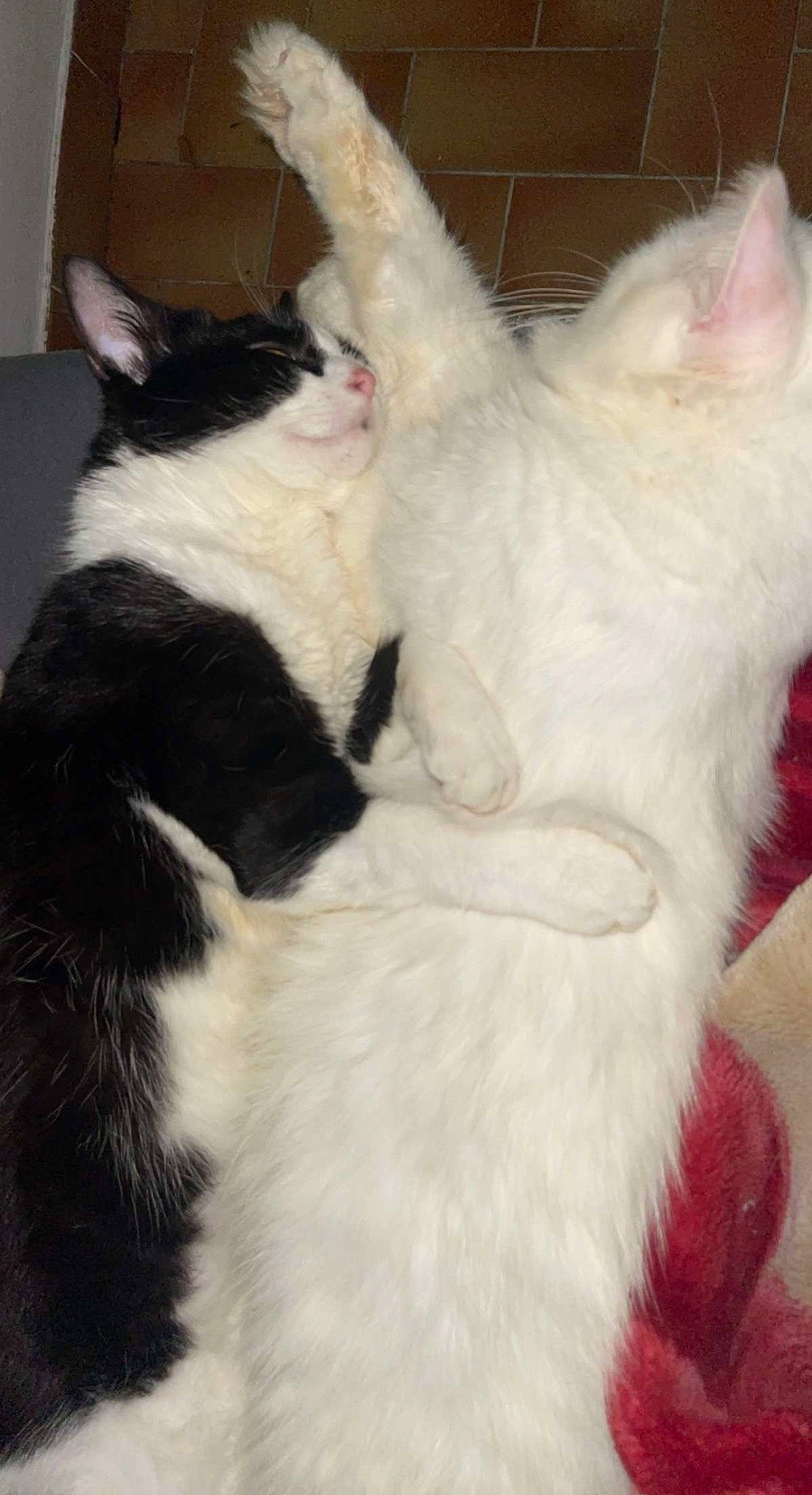 Floko participe au concours pour gagner de l'argent avec cette photo : carnivore, cat, cat_supply, claw, companion_dog, dog_breed, domestic_short_haired_cat, ear, event, fang, felidae, formal_wear, fur, paw, small_to_medium_sized_cats, snout, tail, terrestrial_animal, whiskers