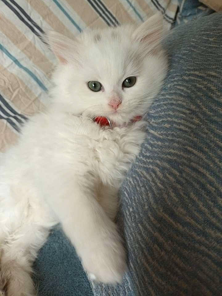 Floko participe au concours pour gagner de l'argent avec cette photo : carnivore, cat, claw, comfort, domestic_short_haired_cat, event, fawn, felidae, fur, paw, small_to_medium_sized_cats, snout, tail, terrestrial_animal, whiskers